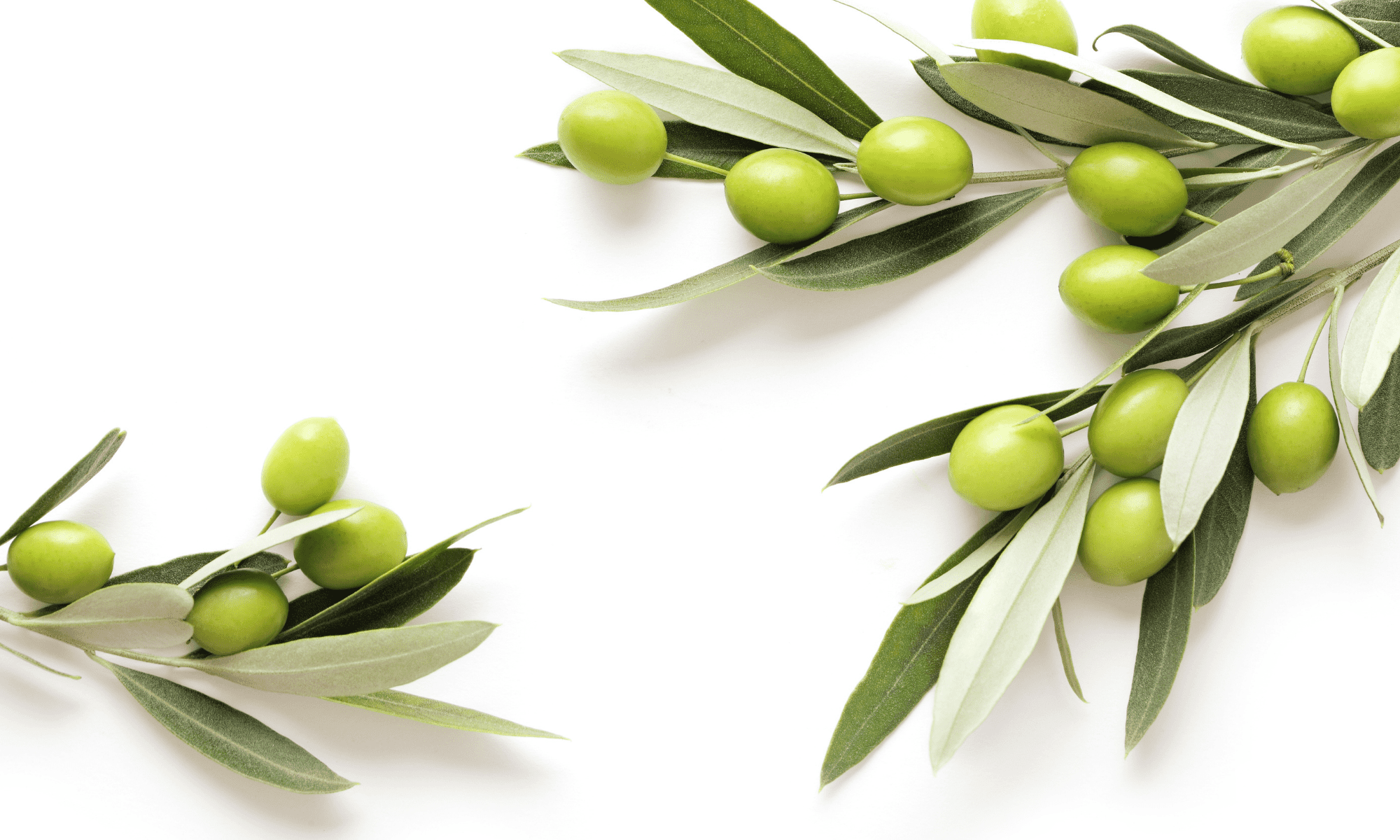 The Sicilian Olive Leaf Tea Company olives