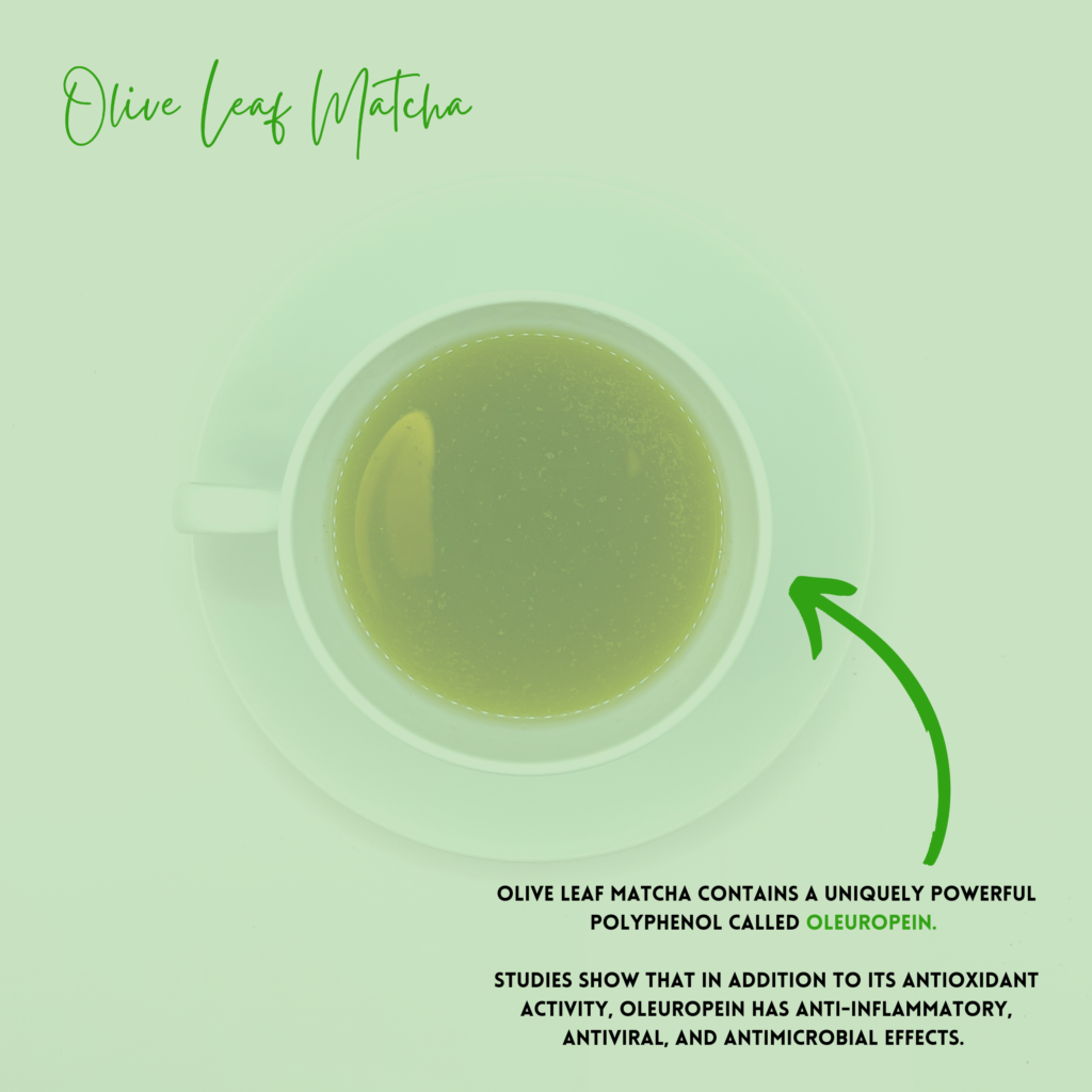 Image of Olive leaf Matcha in a cup. Olive Leaf Matcha stands out for its exceptional qualities: crafted in Italy from 100% handpicked Olea europaea leaves, it embodies wellness with its potent health benefits. This innovative tea, inspired by chefs and driven by culinary creativity, is not only environmentally sustainable but also holds international appeal. Rigorously third-party tested to ensure superior nutritional quality, Olive Leaf Matcha is a pure, filler-free beverage that represents the pinnacle of tea innovation.